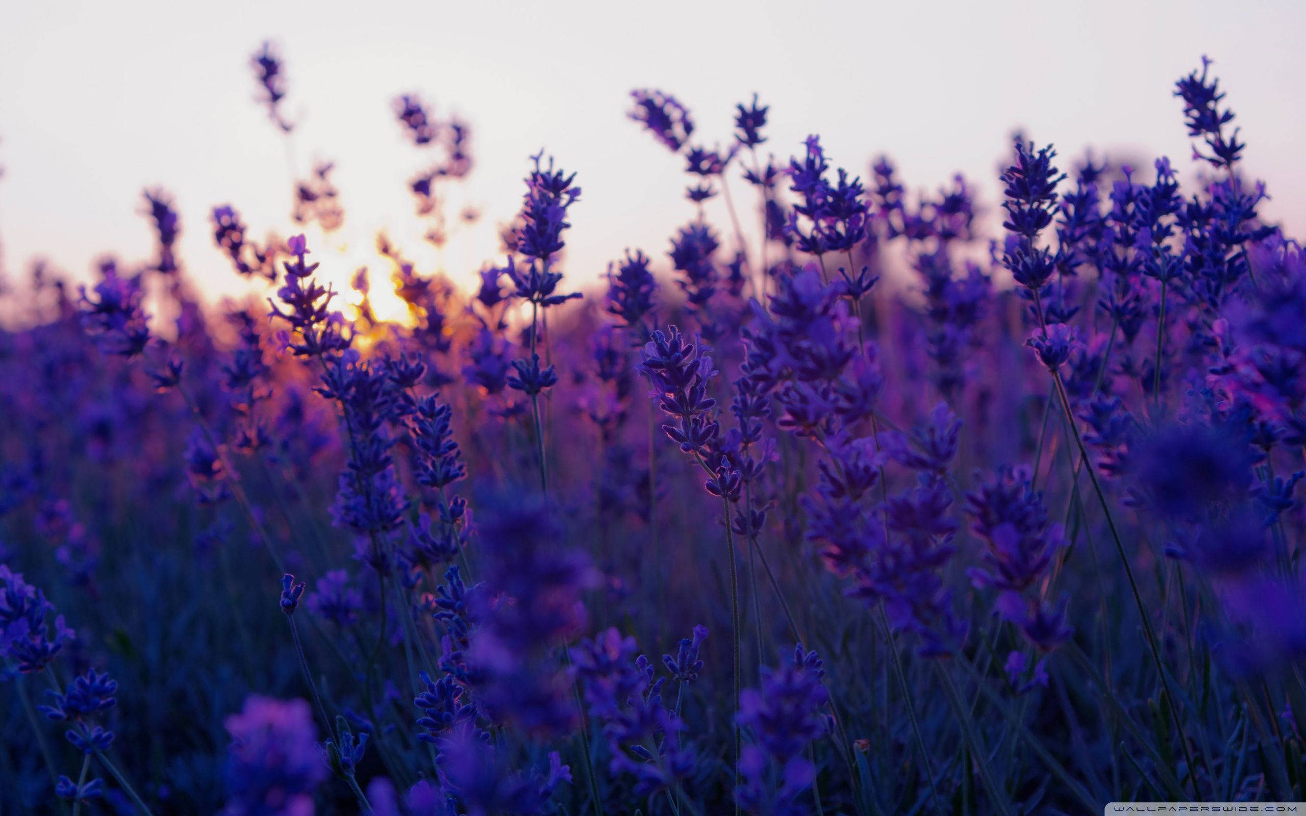 Close-up Of Dark Lavender Desktop Wallpaper