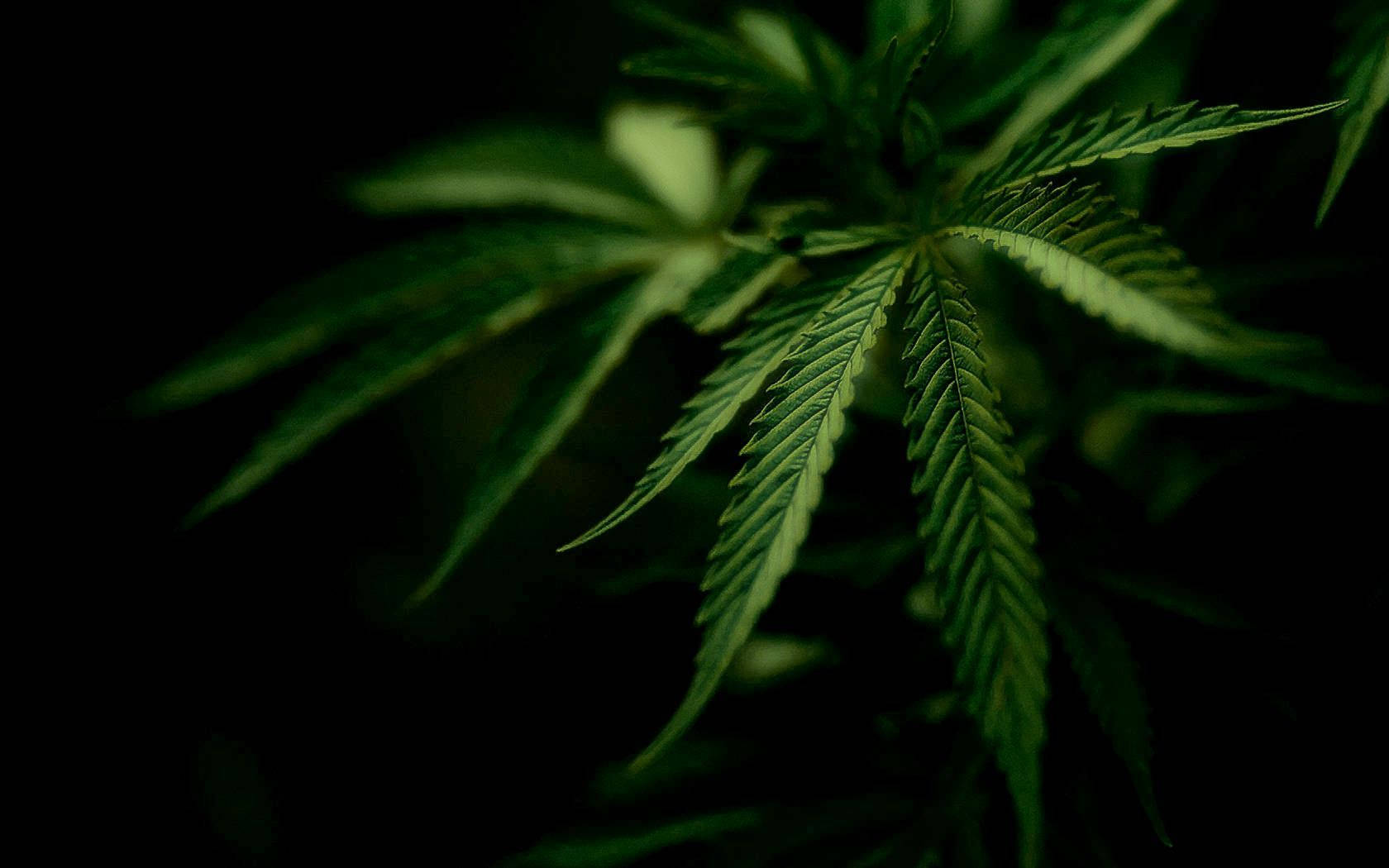 Close-up Of Weed Leaves Wallpaper