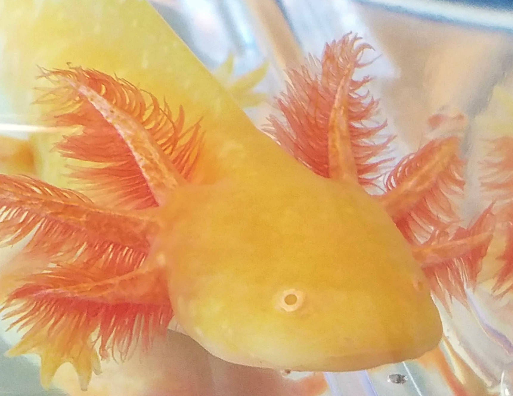 Close-up Orange Axolotl Wallpaper