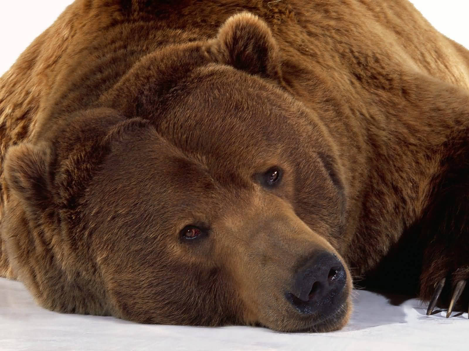 Close-up Photograph Of Grizzly Bear Wallpaper
