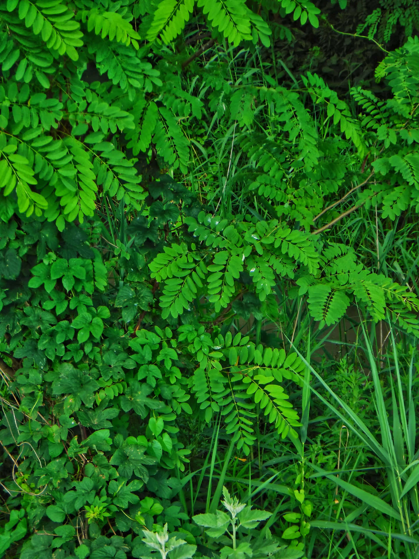 Close-up Shot Of Fresh Green Leaf Wallpaper