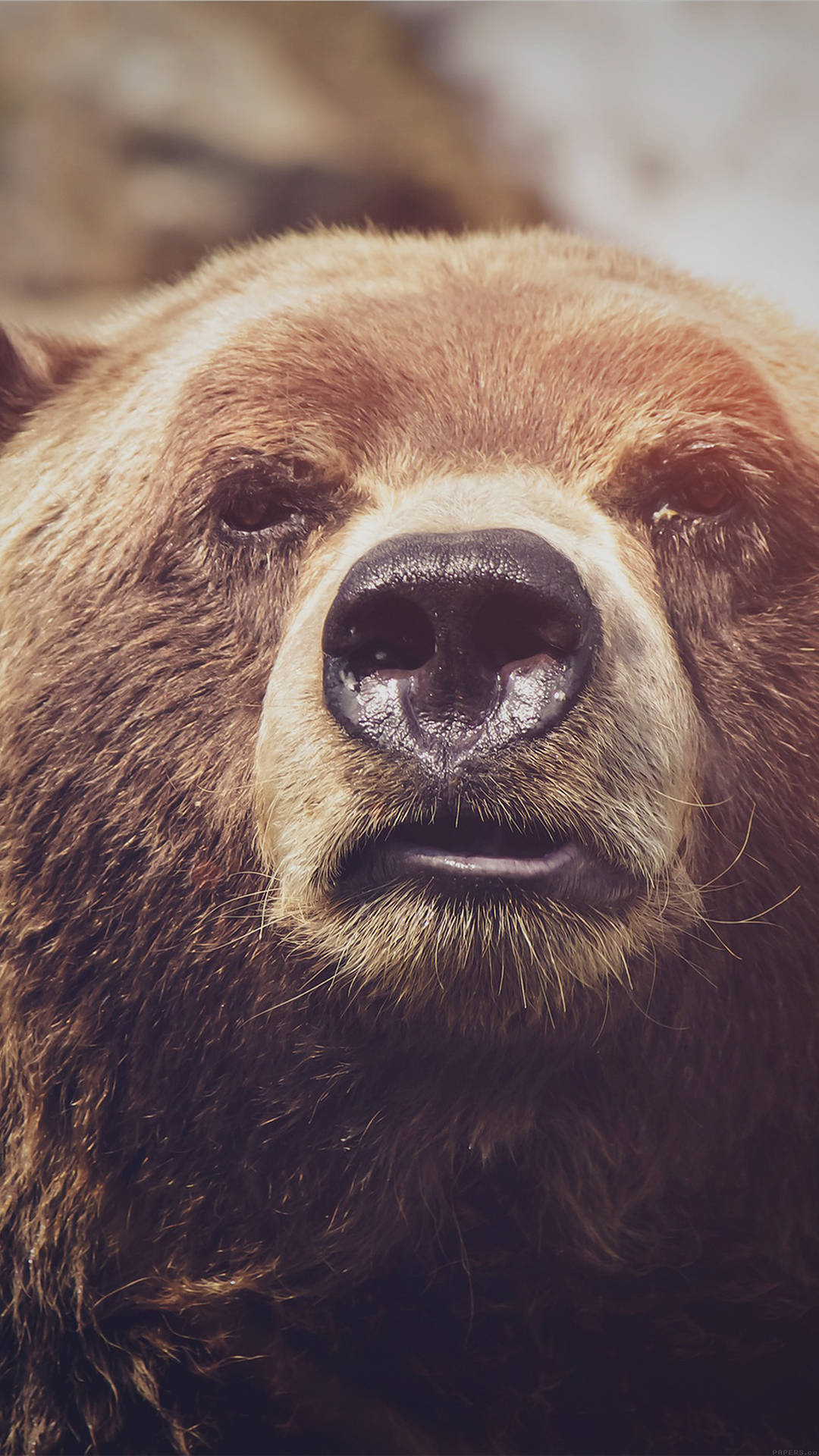 Close-up Shot Of Grizzly Bear Smartphone Background Wallpaper