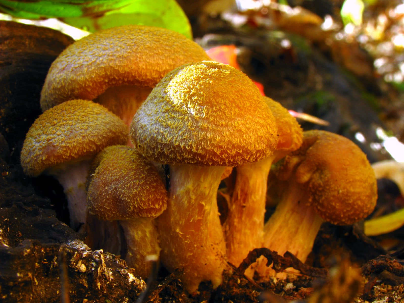 Cluster Of Humongous Fungus With Striking Hairy Cap Wallpaper