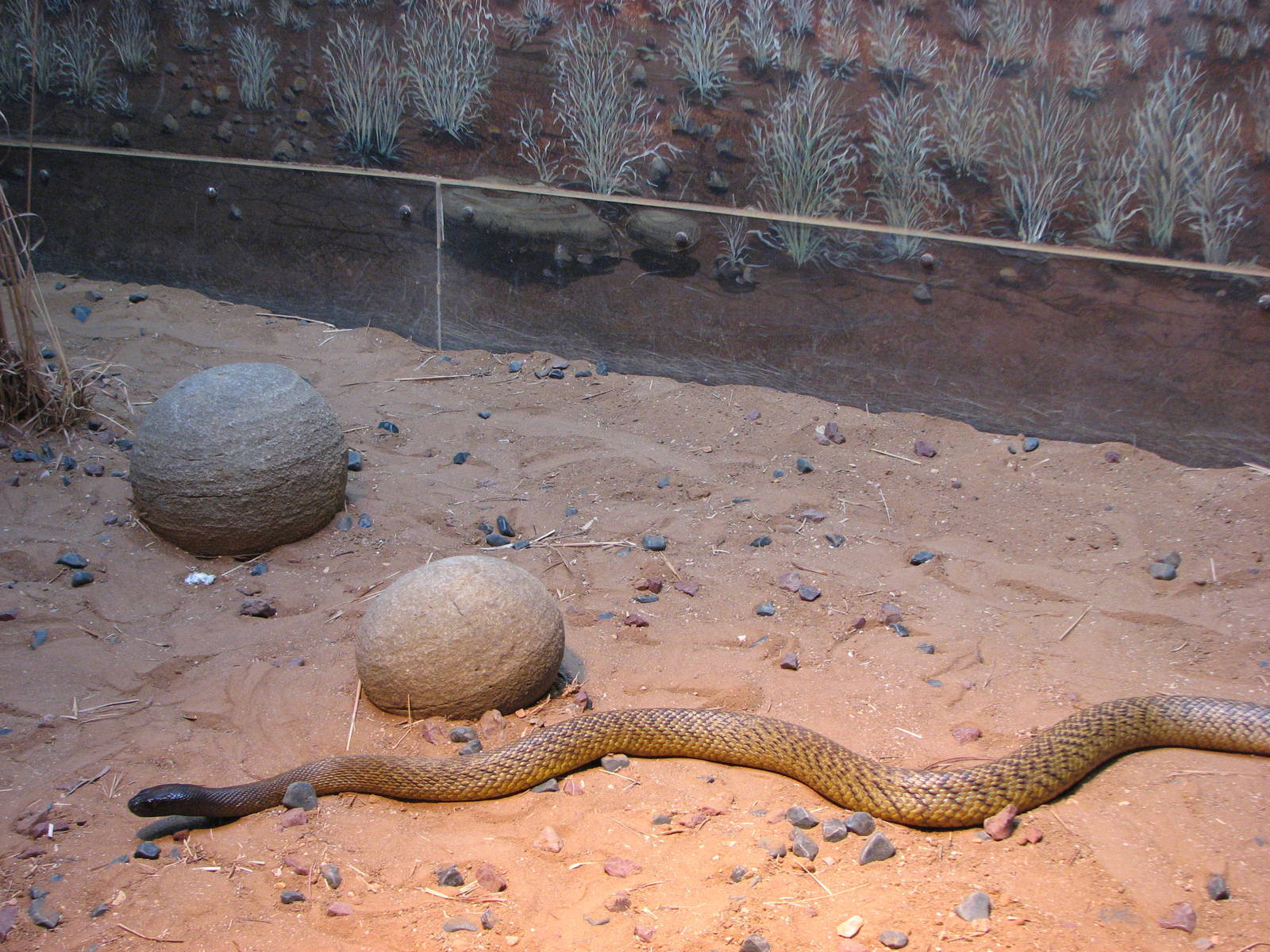 Coastal Taipan Snake Wallpaper