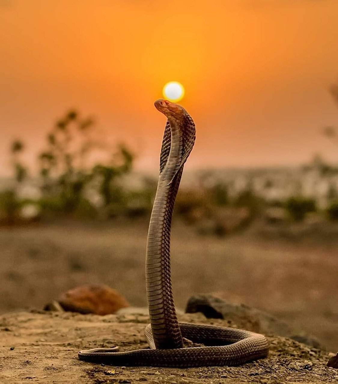 Cobra In Savannah Sunset Wallpaper