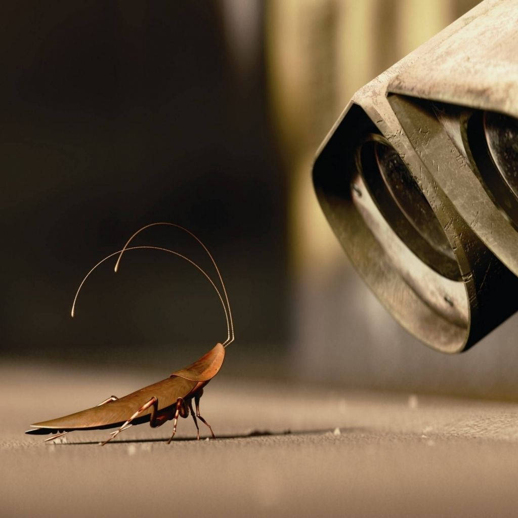 Cockroach Posing For Picture Wallpaper