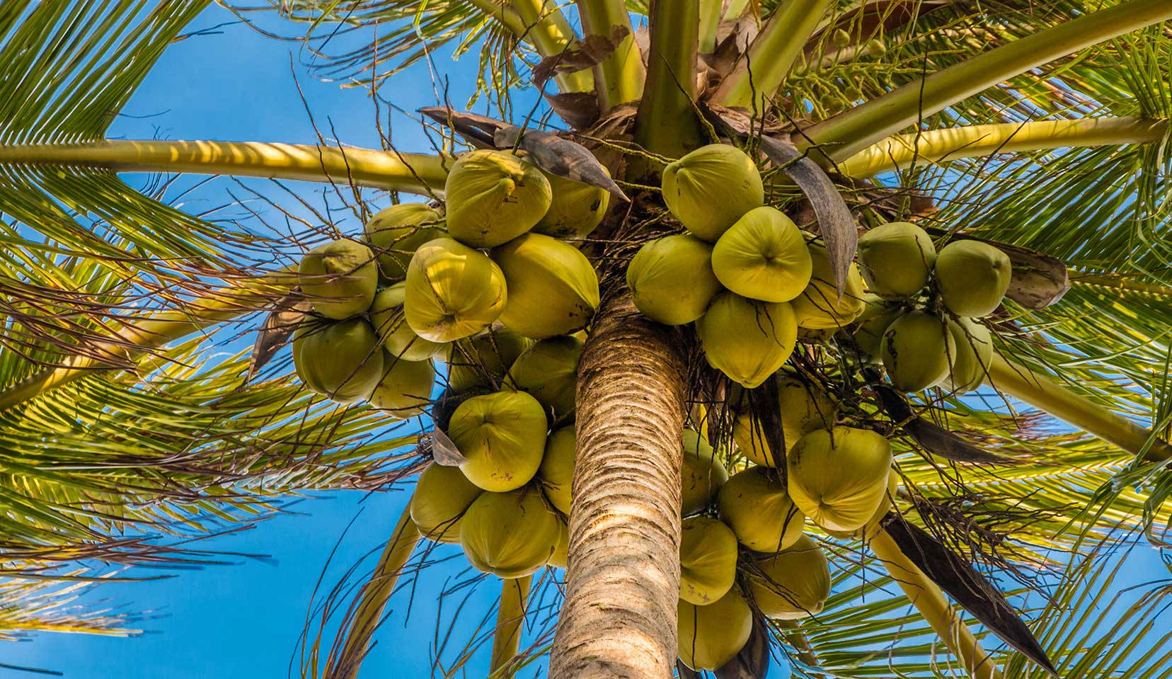 Coconut Tree With Fruits Wallpaper