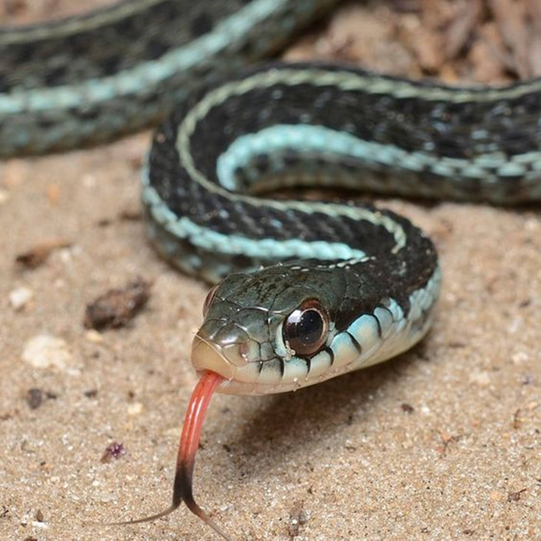 Cold-blooded Florida Blue Garter Snake Wallpaper