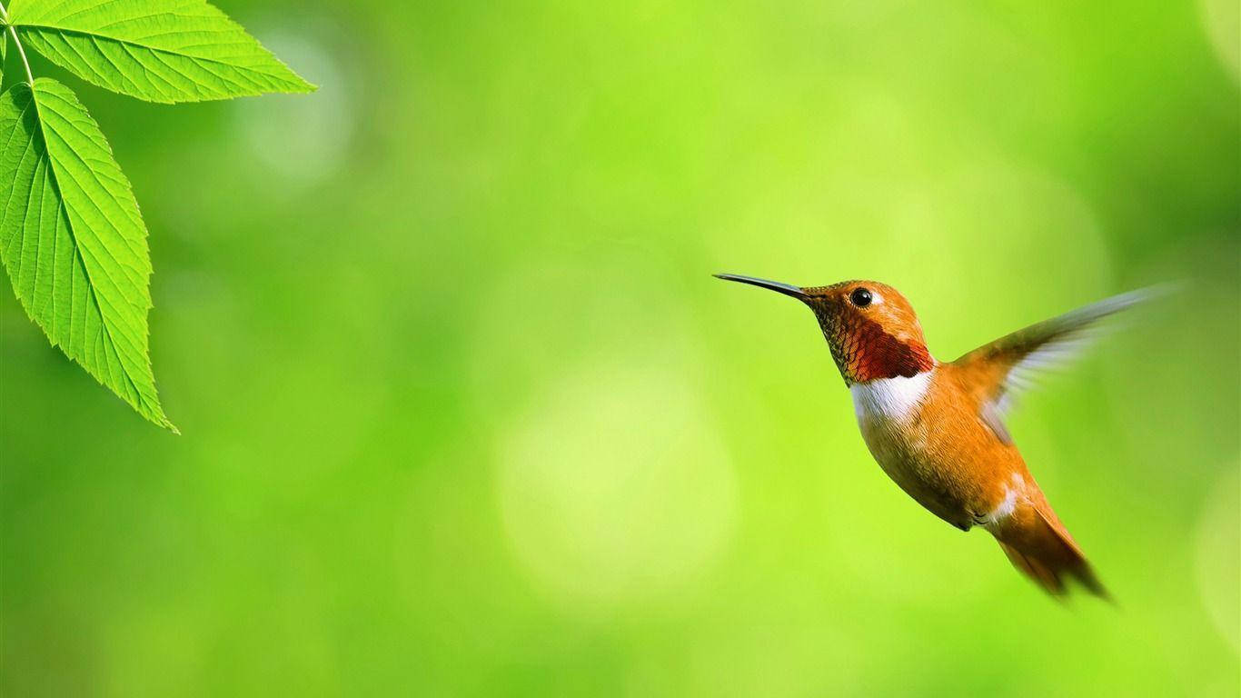 Colibri Hummingbird Cute Desktop Wallpaper