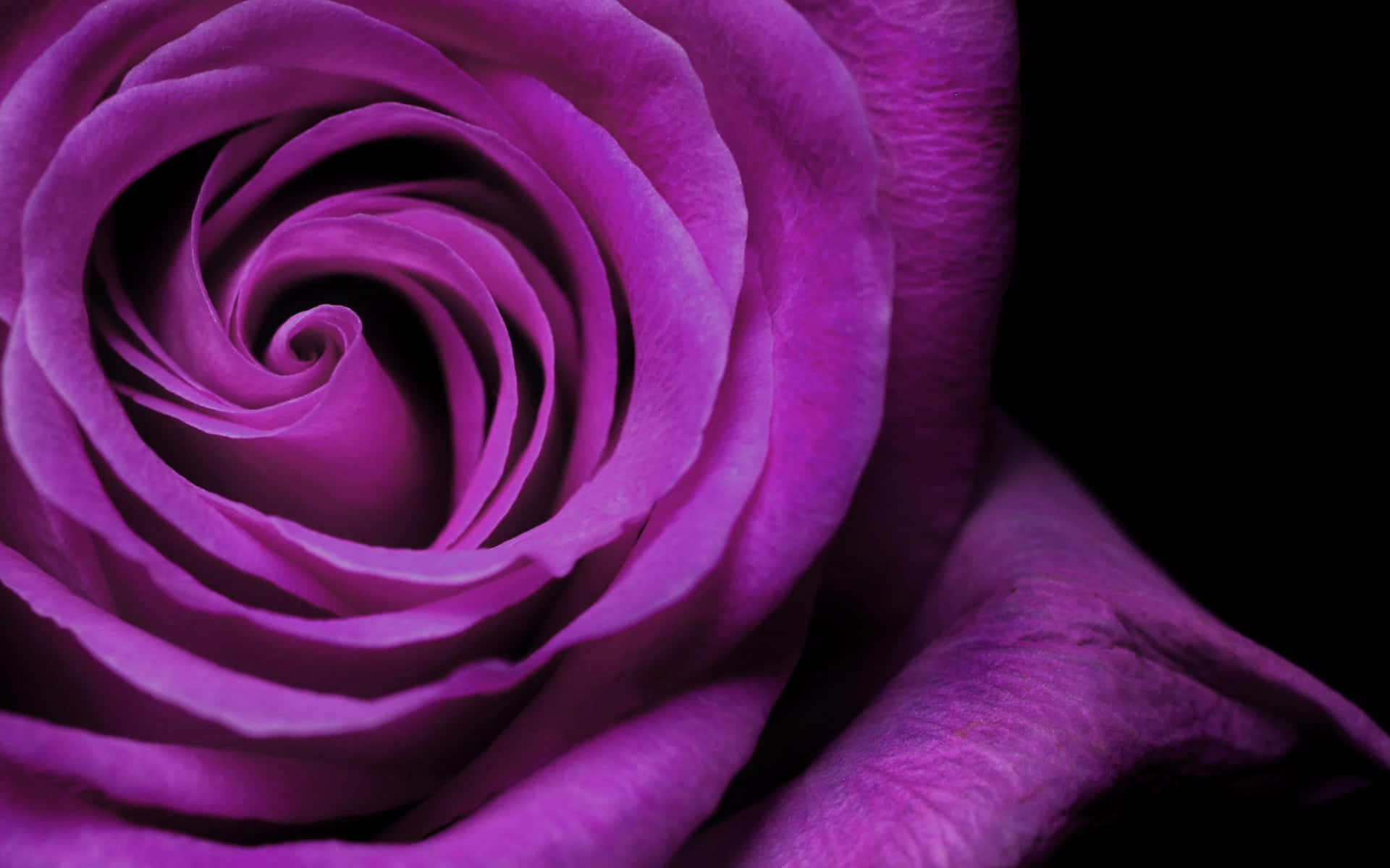 Color Purple Cool Realistic Rose Wallpaper