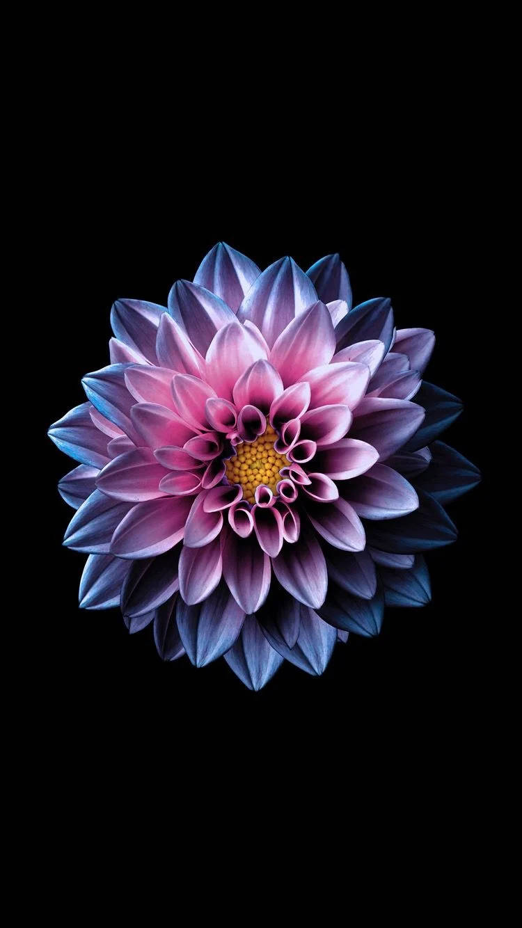 Colorful Dahlia Pinnata Apple Flower Wallpaper