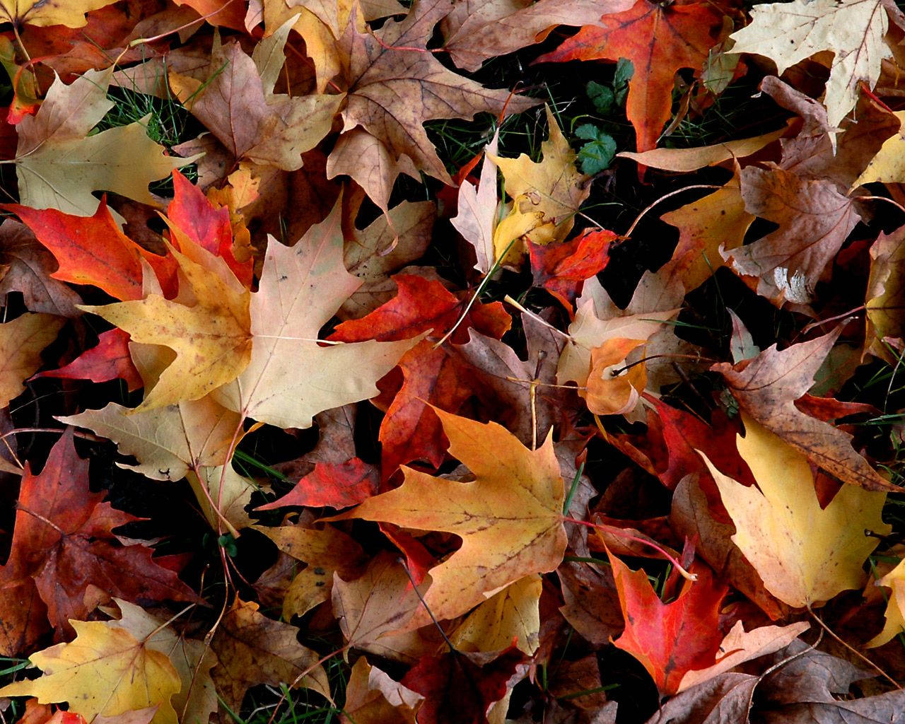 Colorful Dried Fall Leaves Wallpaper