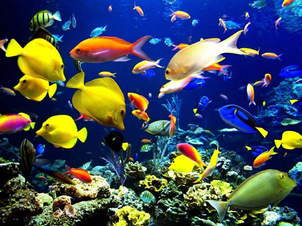 Colorful Fish Ocean Laptop Wallpaper
