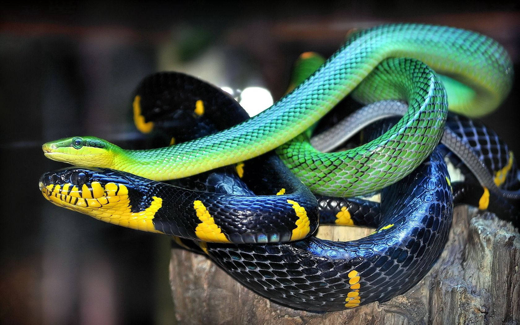 Colorful Scaled Snakes Wallpaper