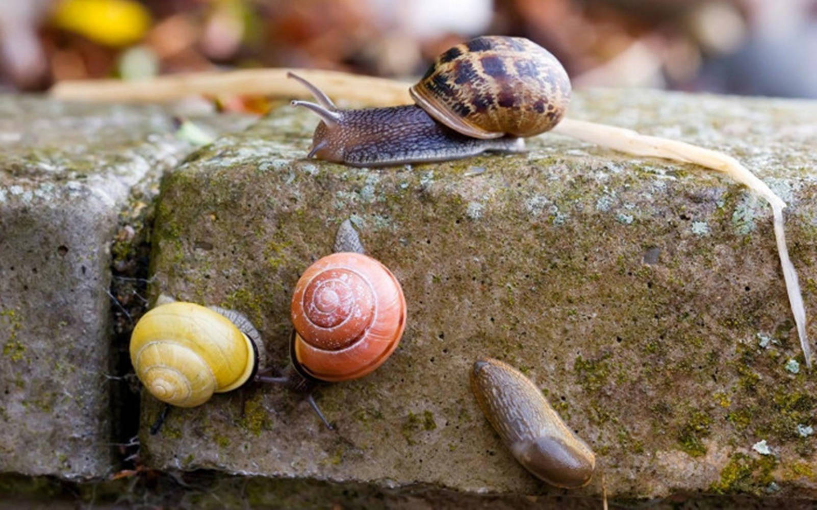 Colorful Snails With Slug Wallpaper