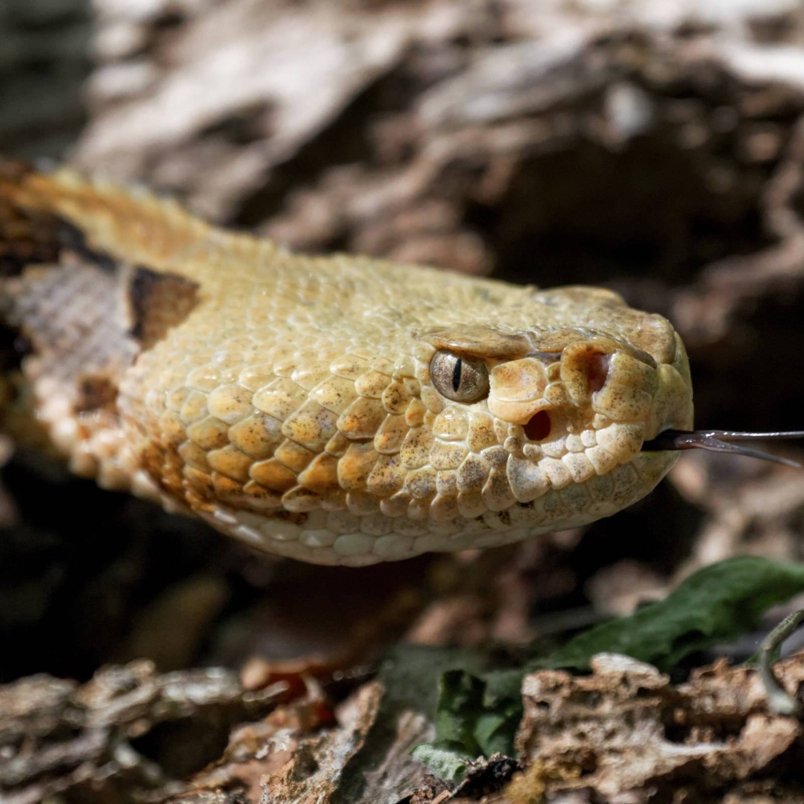 Common Timber Rattler Snake Closer Look Wallpaper