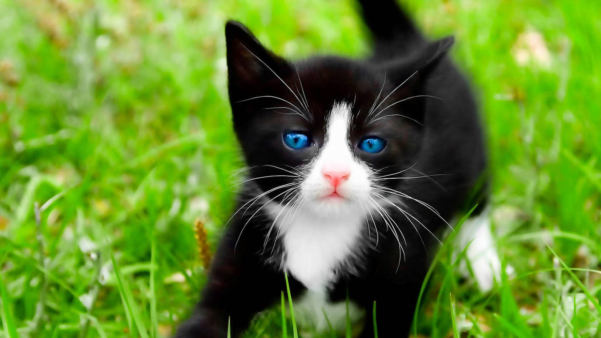 Cool Cat Ojos Azules Wallpaper