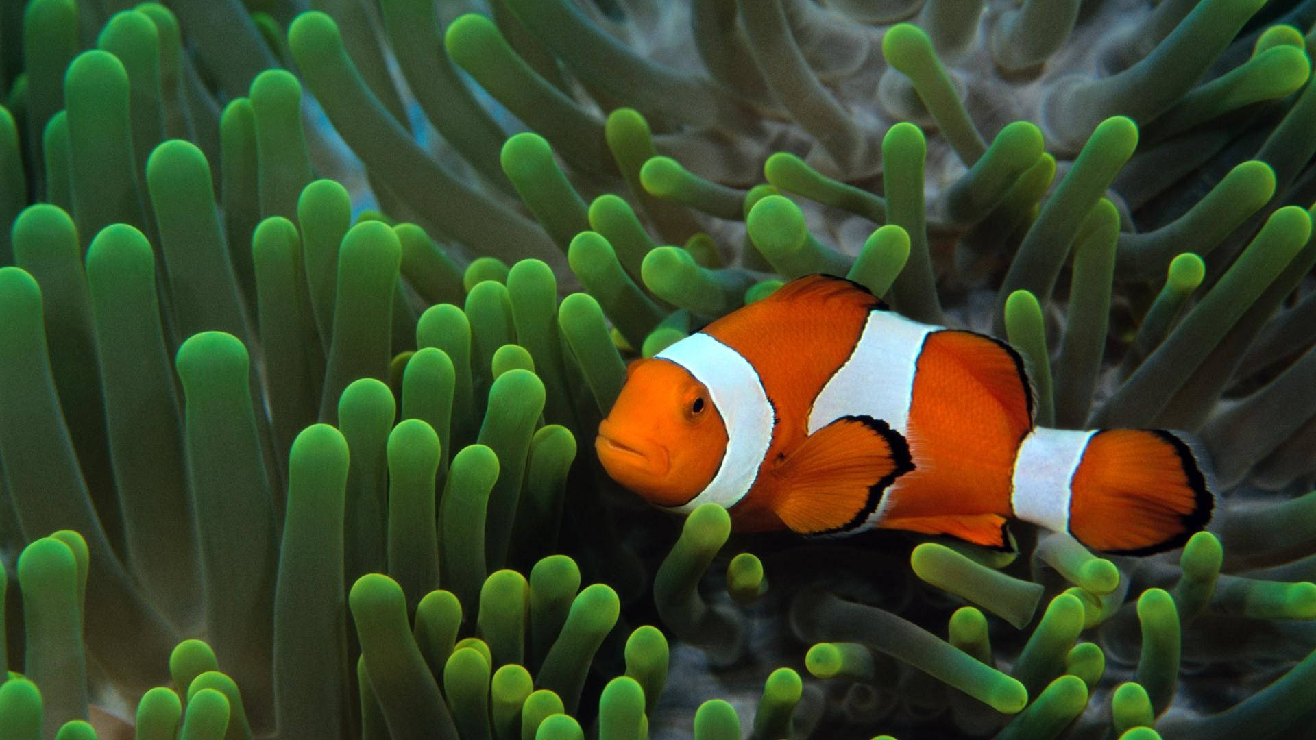 Cool Clown Fish Wallpaper