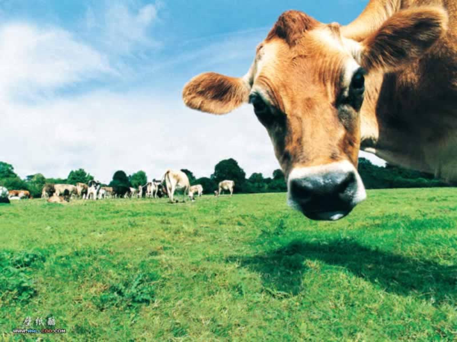 Cool Cow Selfie Wallpaper