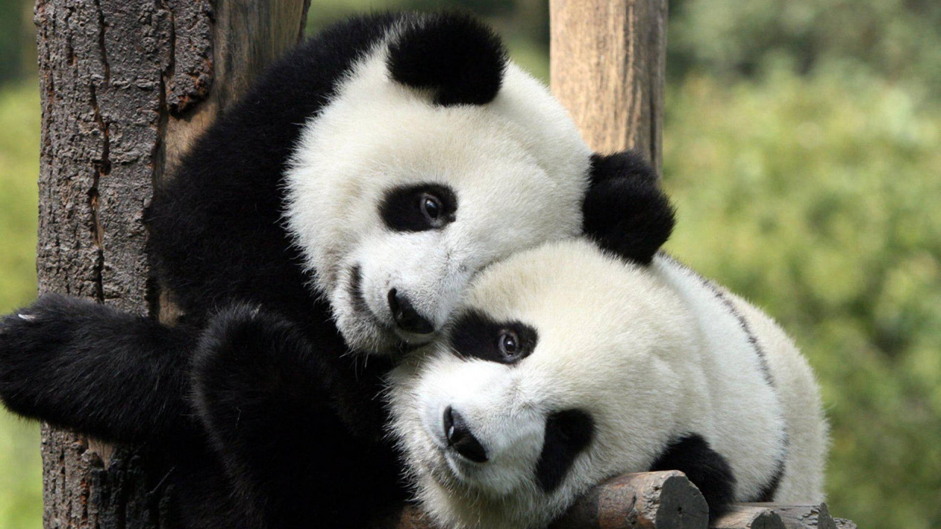Cool Cute Pandas Hugging Each Other Wallpaper