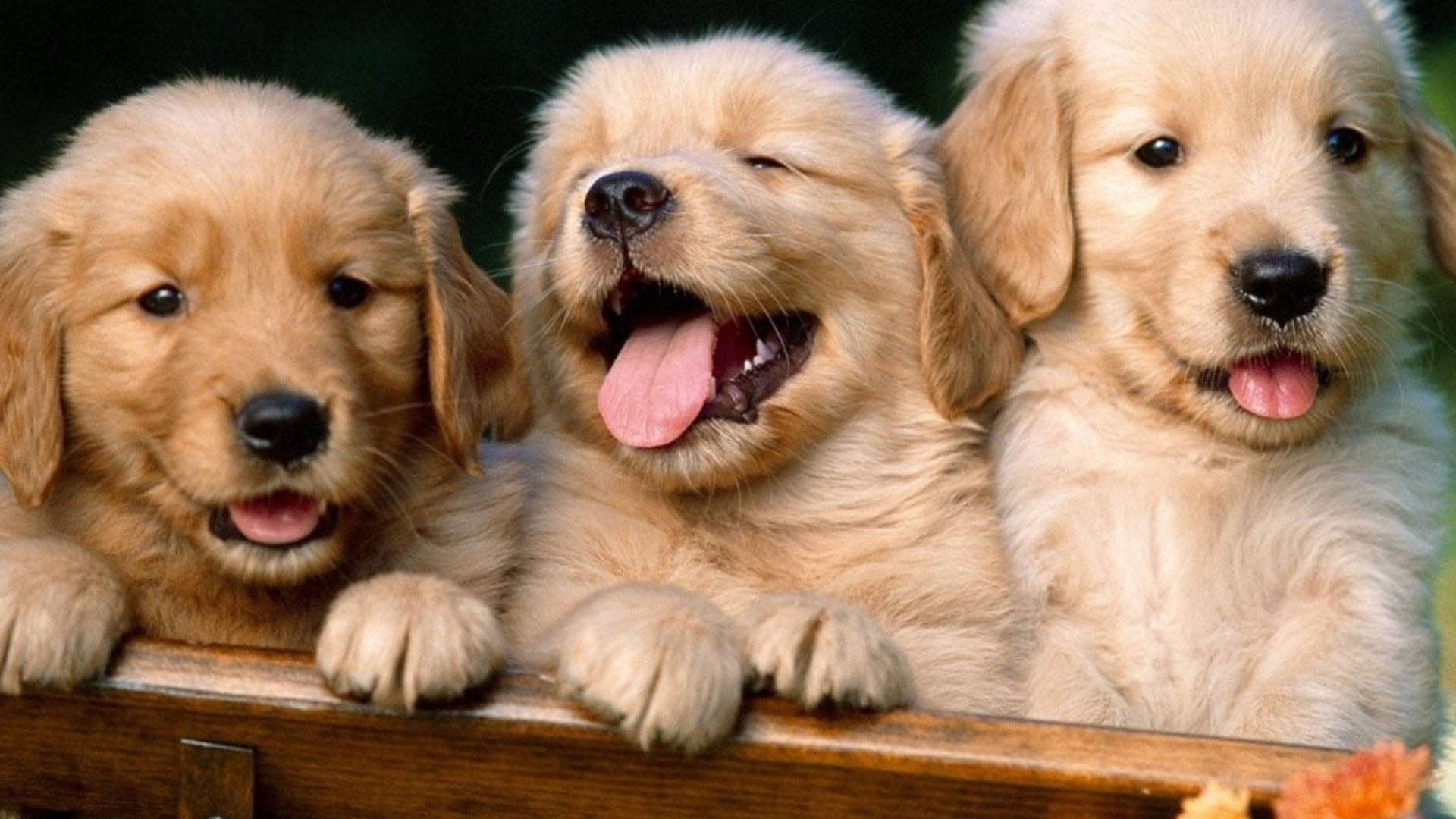 Cool Cute Puppies Squeezed Together Wallpaper