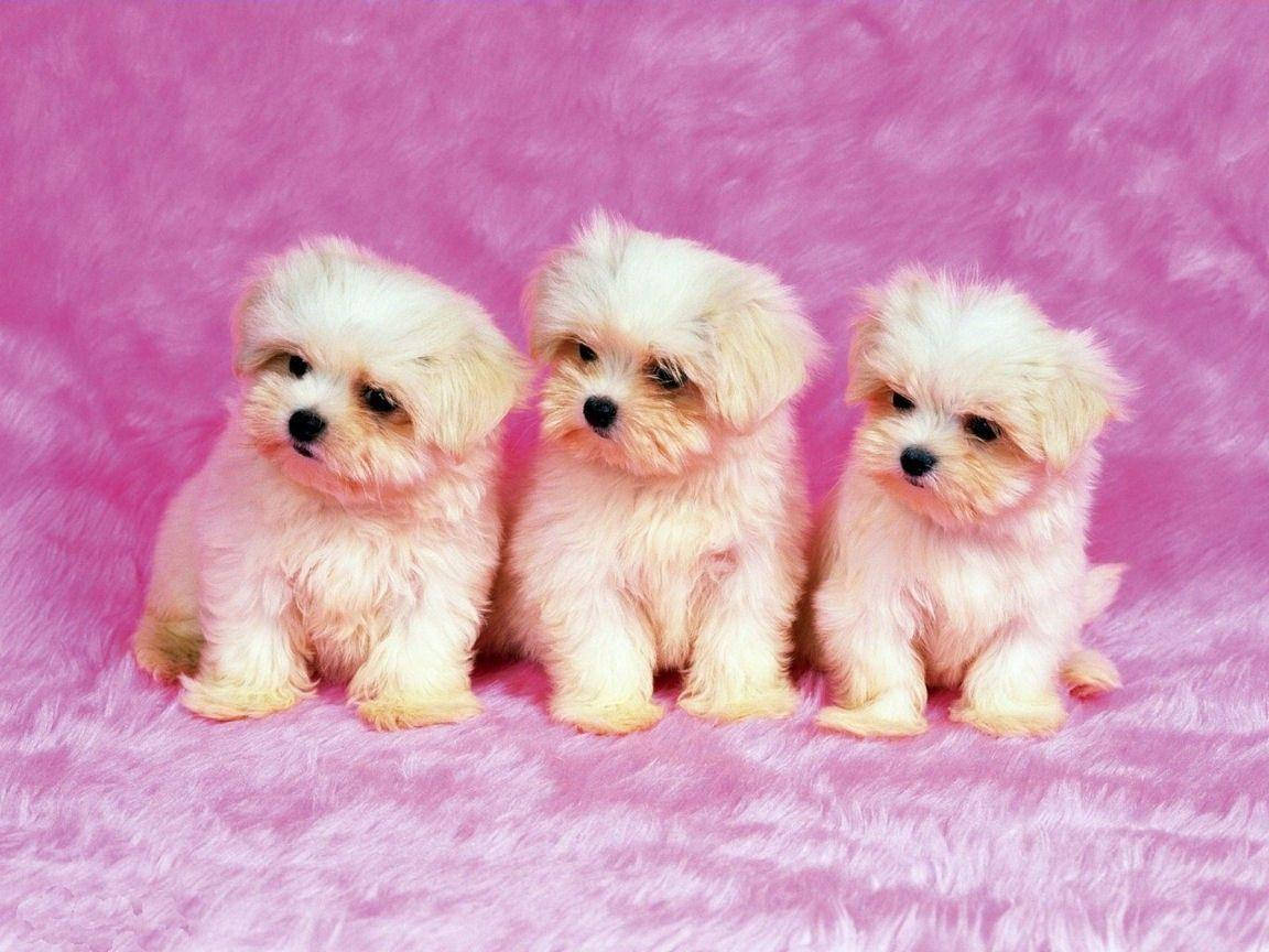 Cool Cute Puppies Wallpaper
