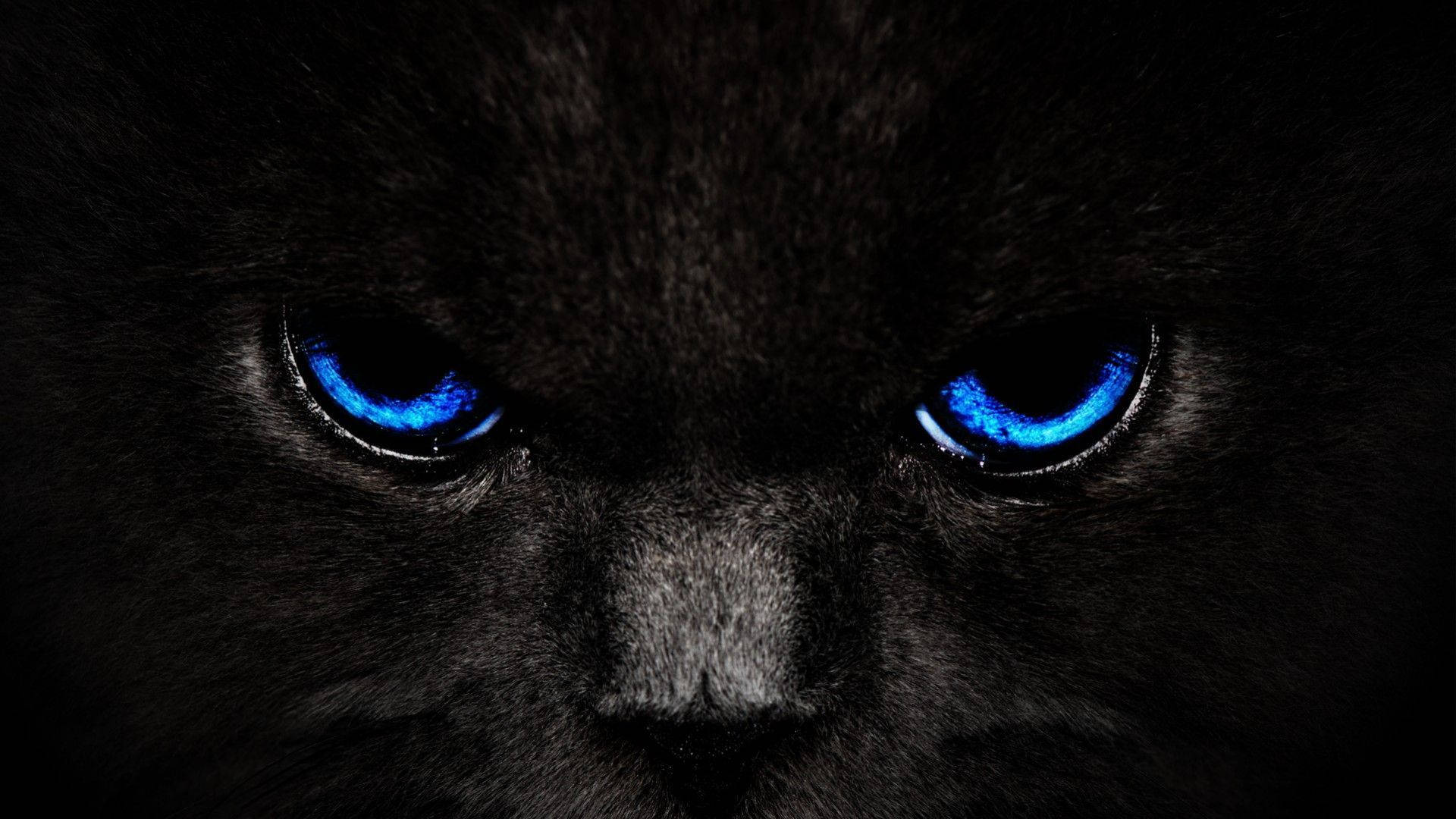 Cool Dark Blue Eyes Cat Wallpaper