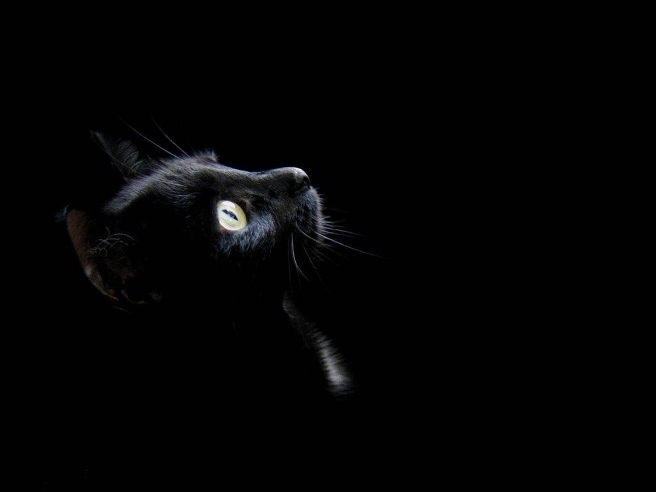 Cool Dark Cat With Yellow Eyes Wallpaper