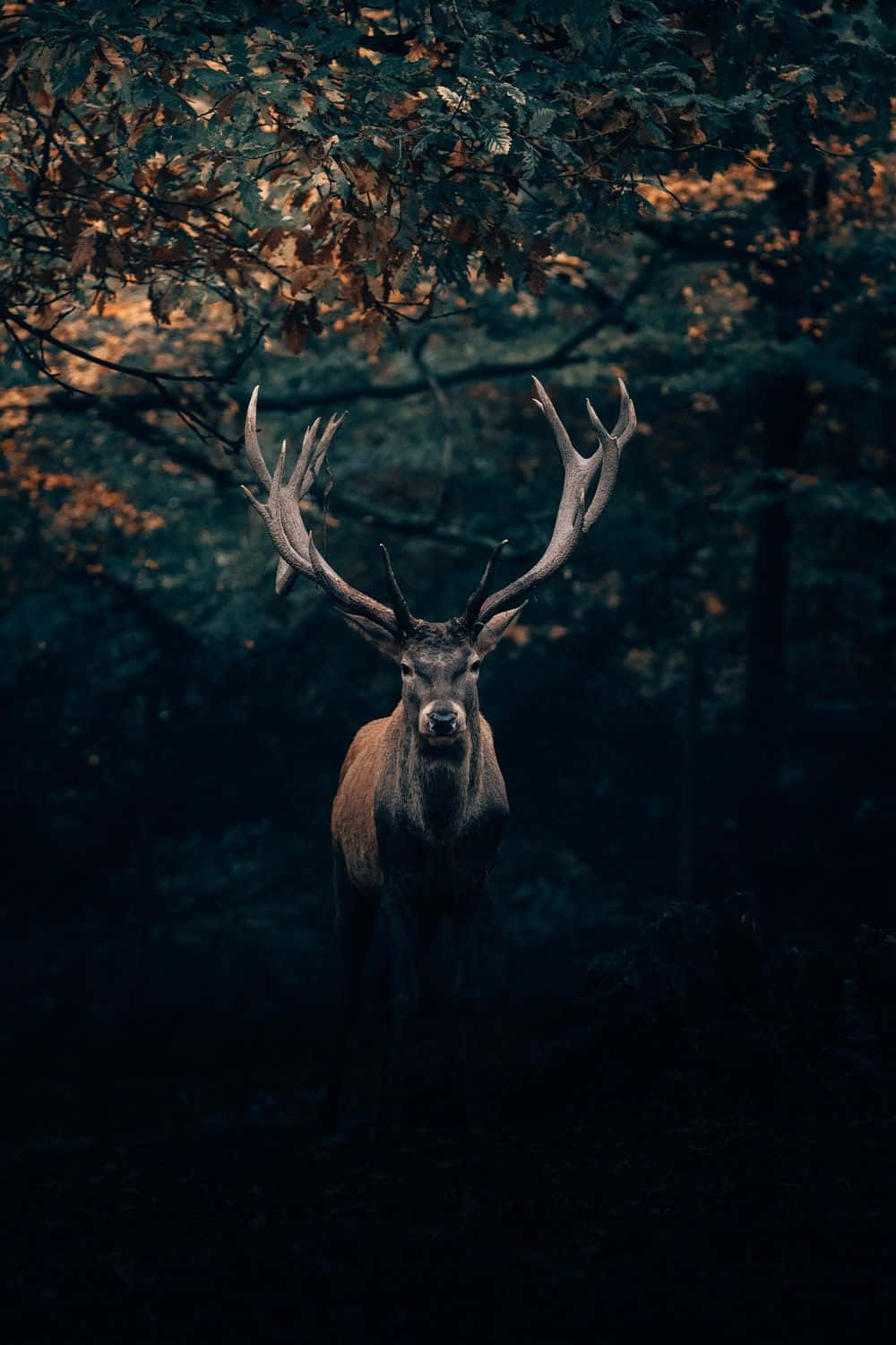 Cool Deer Iphone Screen Theme Wallpaper