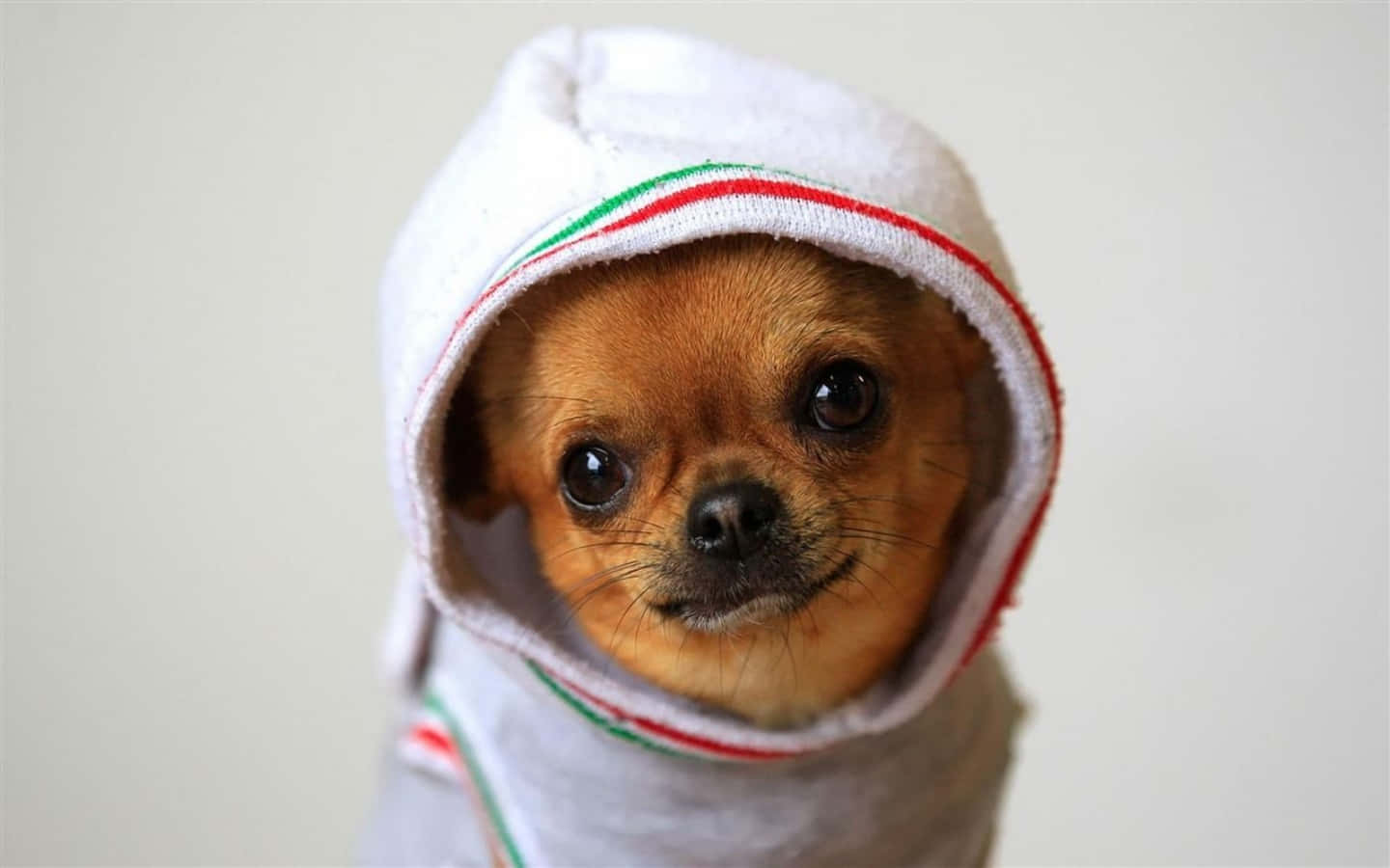 Cool Dog Chihuahua In A Hoodie Wallpaper