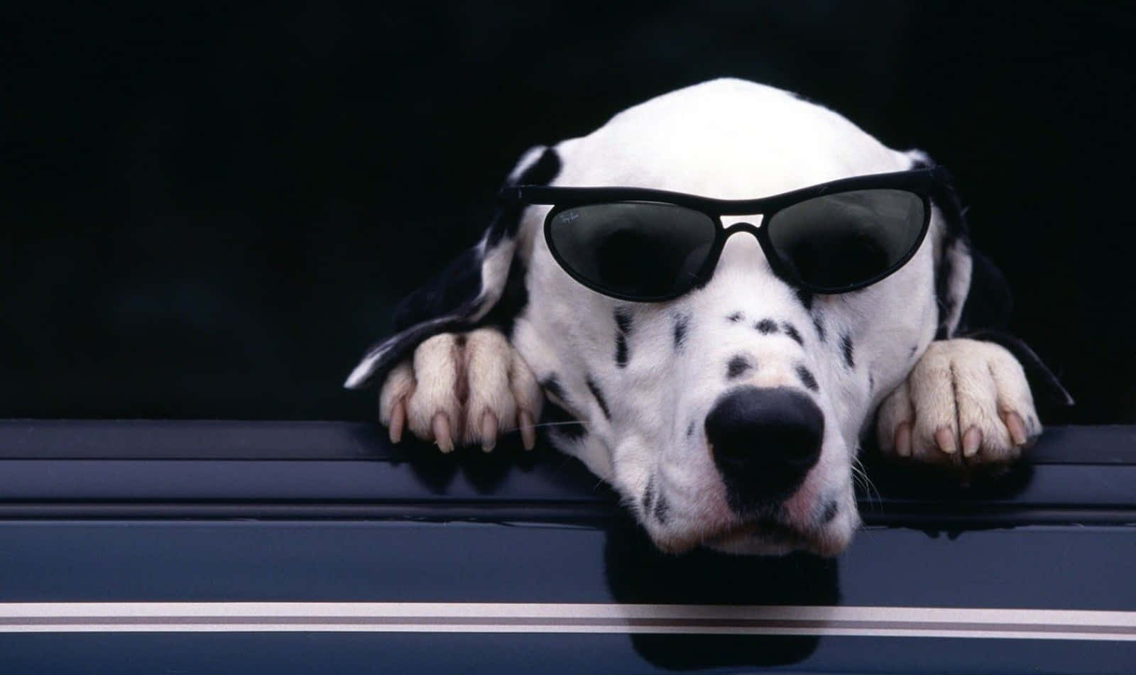 Cool Dog Dalmatian With Sunglasses Wallpaper