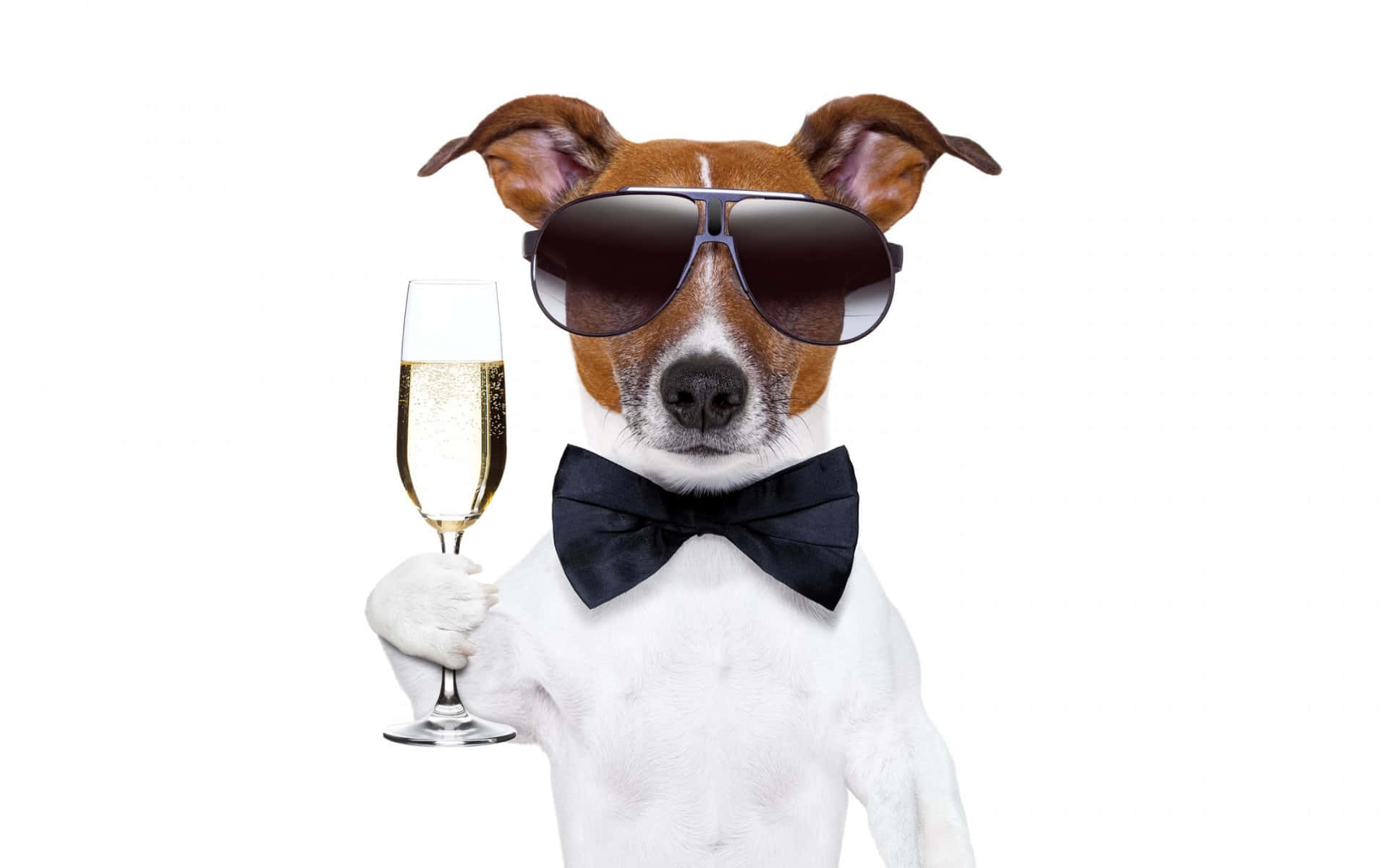 Cool Dog With A Glass Of Wine Wallpaper
