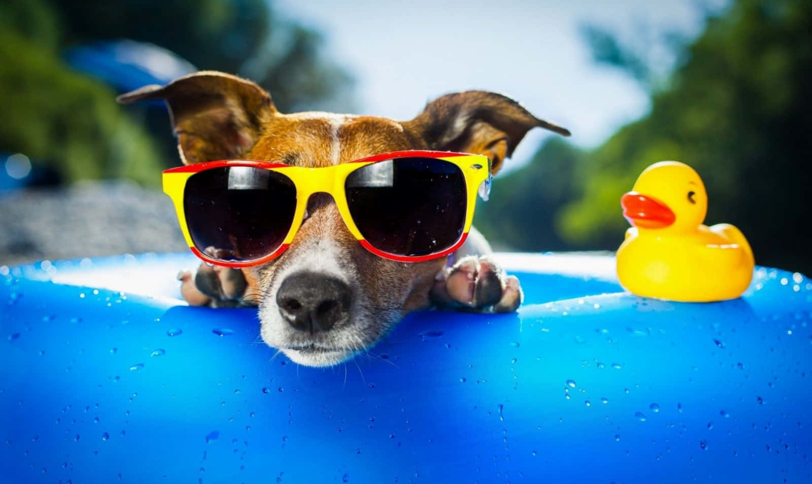 Cool Dog With Sunglasses And Rubber Duckie Wallpaper