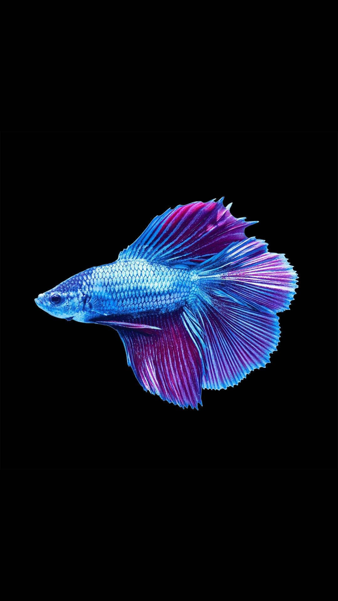 Cool Fish In Bluish-purple Wallpaper