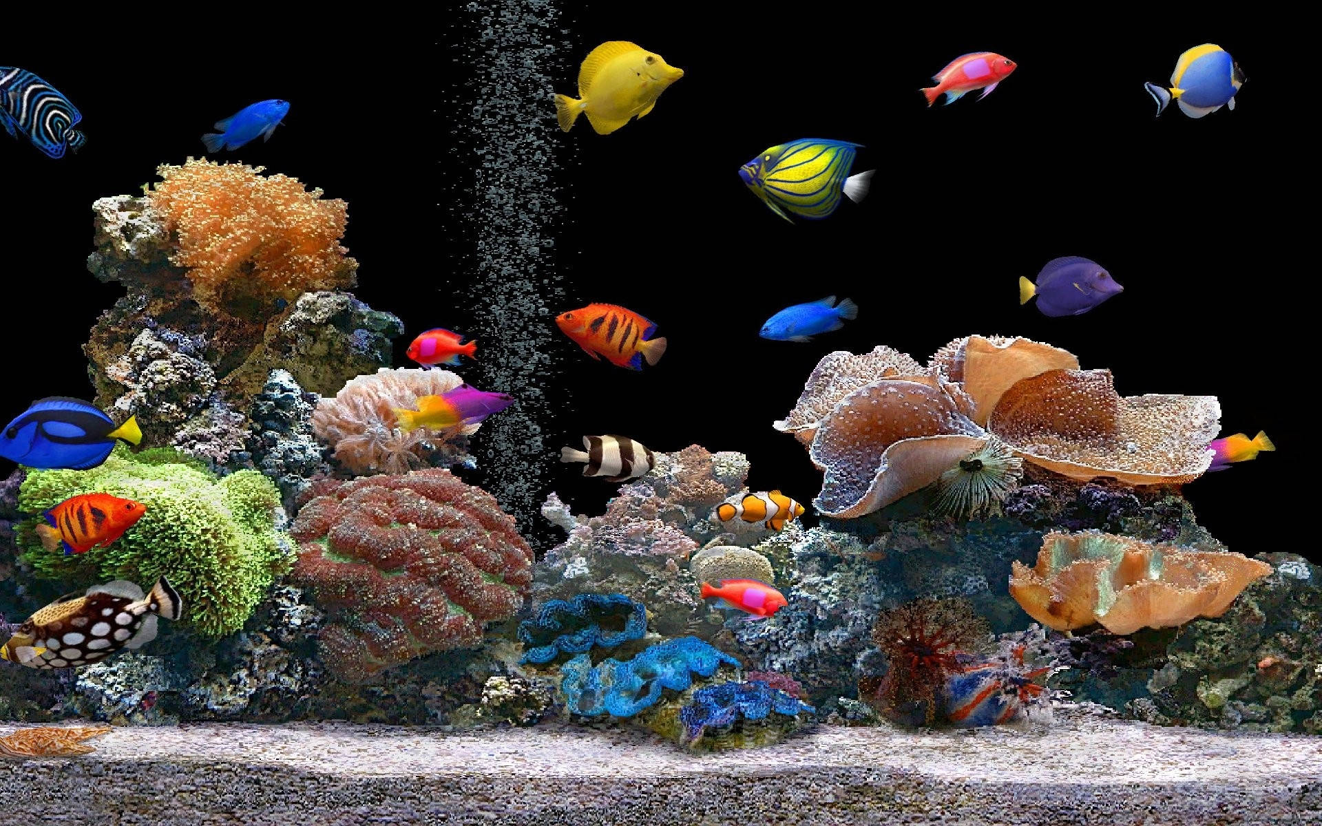 Cool Fish In The Aquarium Wallpaper