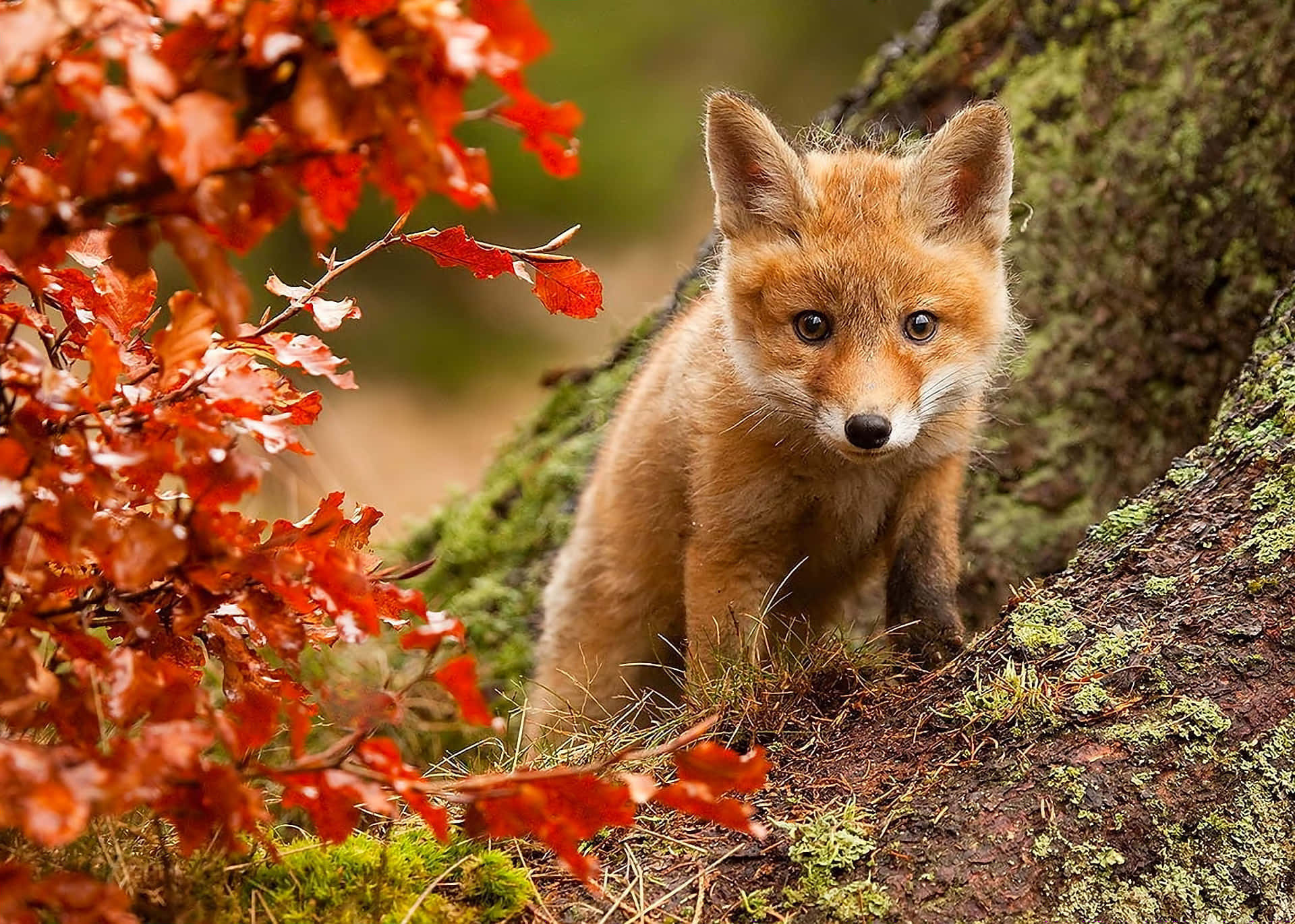 Cool Fox Baby On Tree Roots Wallpaper