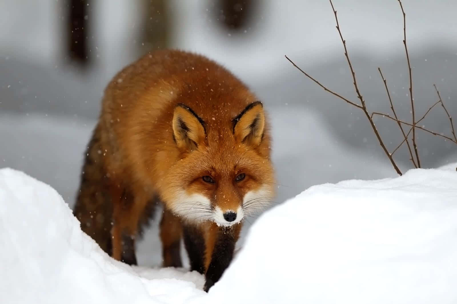 Cool Fox In The Snow Hunting Posture Wallpaper