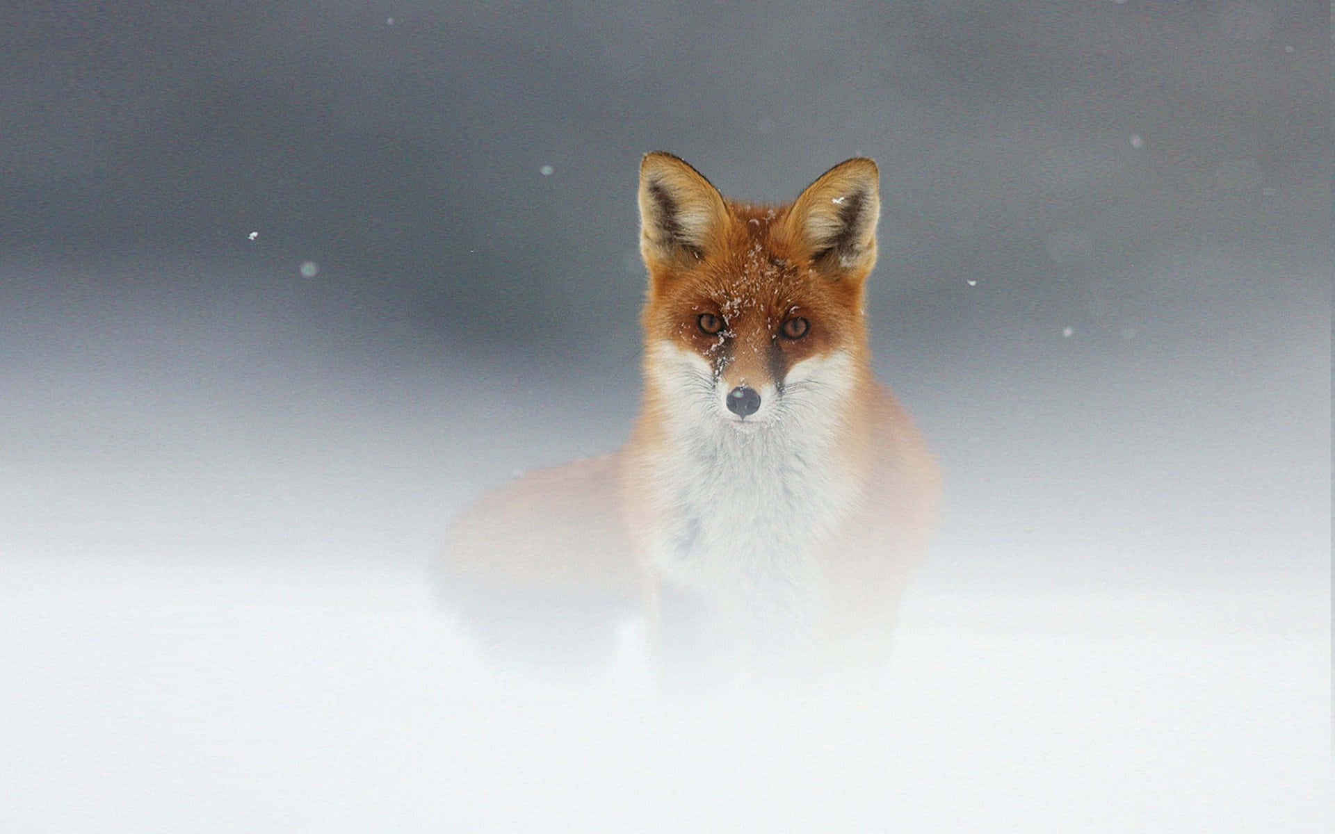 Cool Fox Photo Snow Mist Wallpaper
