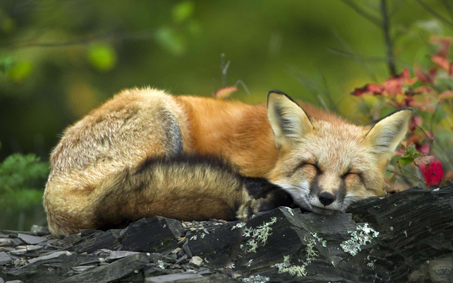 Cool Fox Sleeping On A Stone Wallpaper