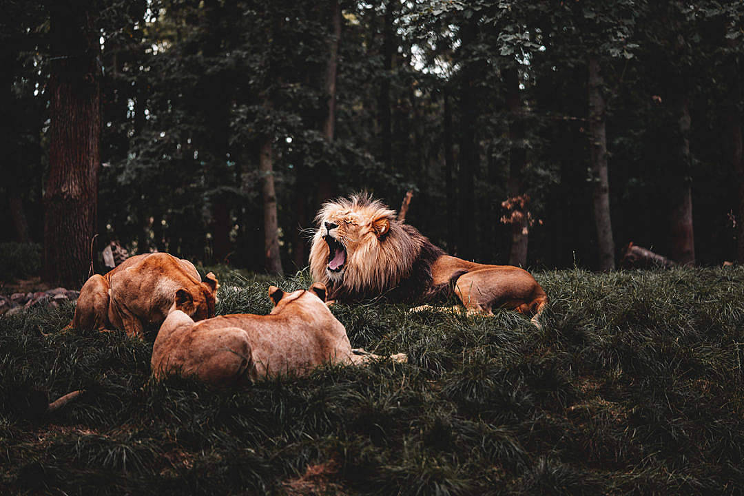 Cool Lion Pride In Forest Wallpaper