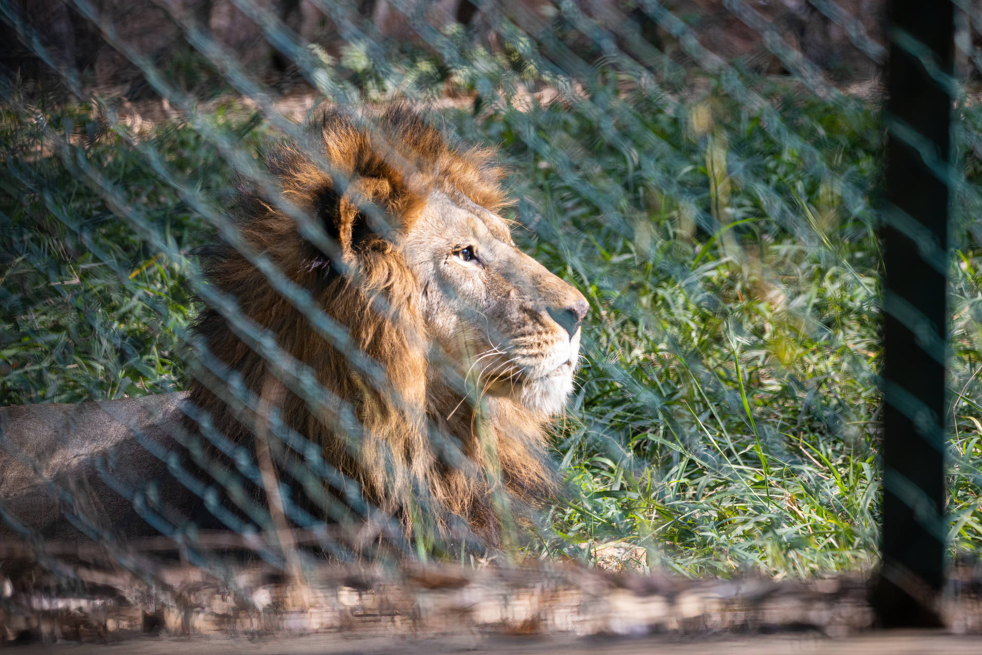Cool Lion Staring At Distance Wallpaper