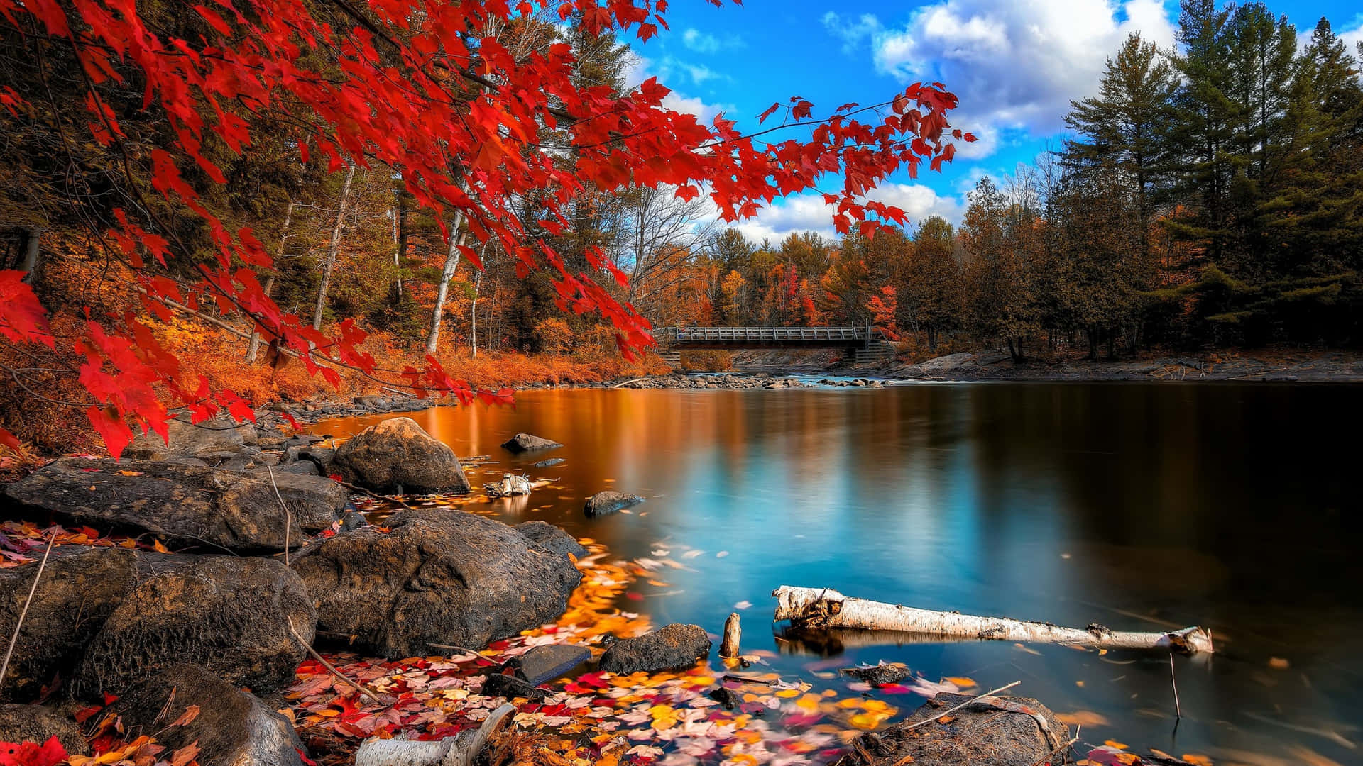 Cool Nature Red Leaves Forest Wallpaper