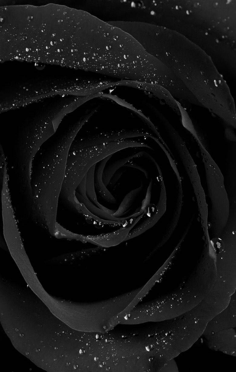 Cool Phone Black Rose Wallpaper