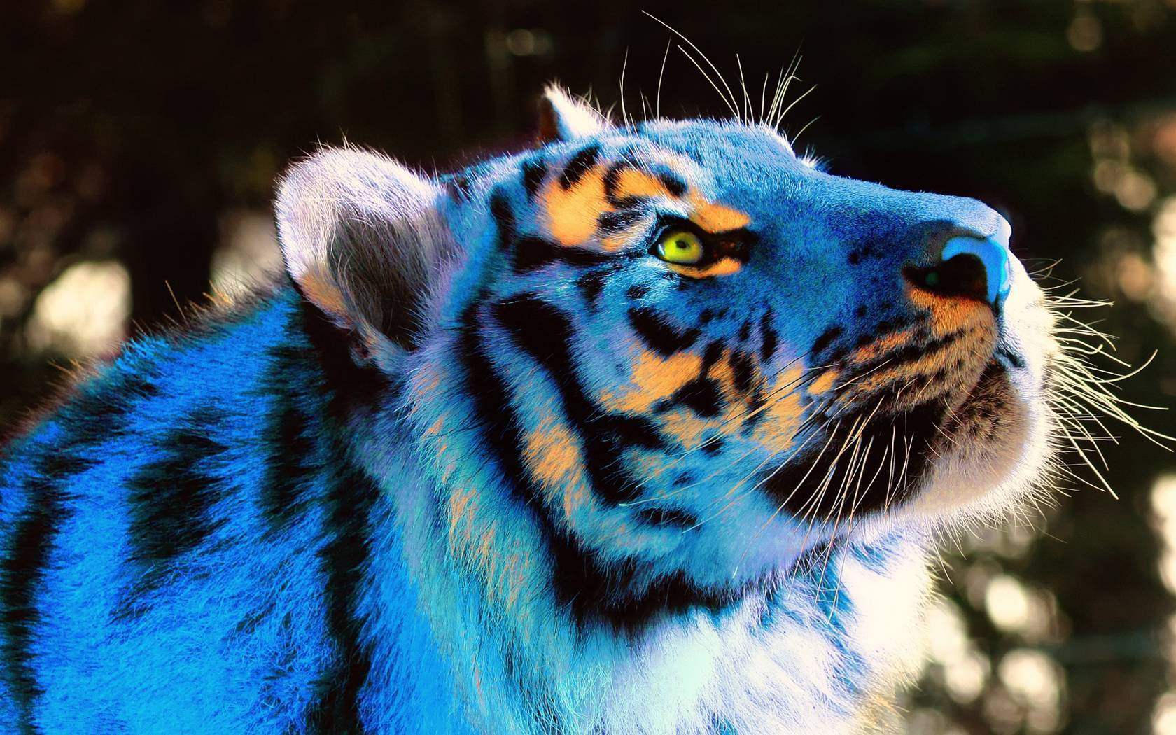 Cool Tiger In Shades Of Blue And Yellow Wallpaper