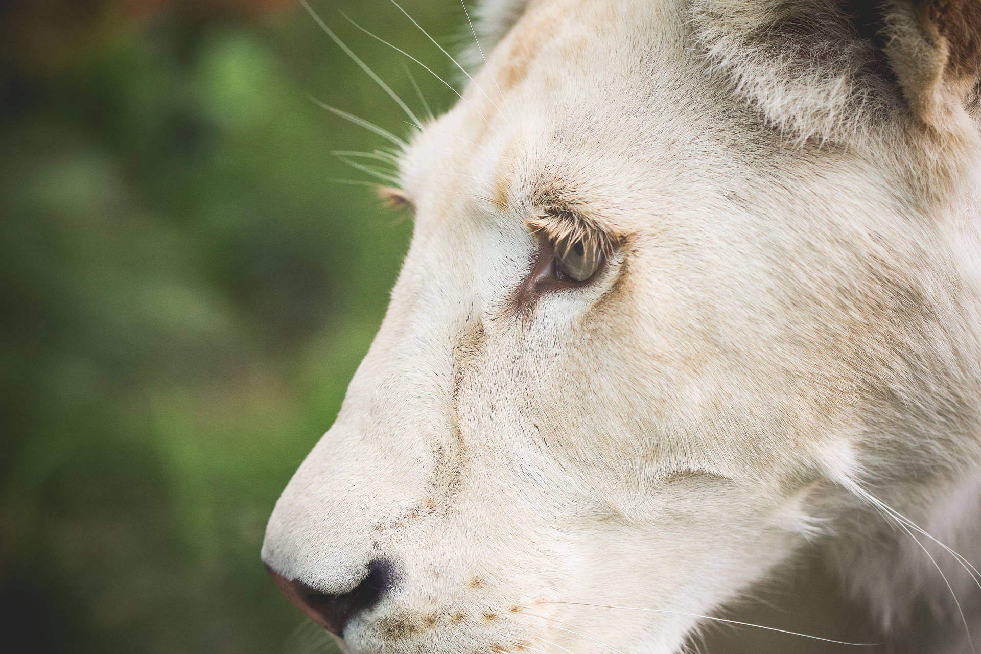 Cool White Female Lion Closeup Wallpaper