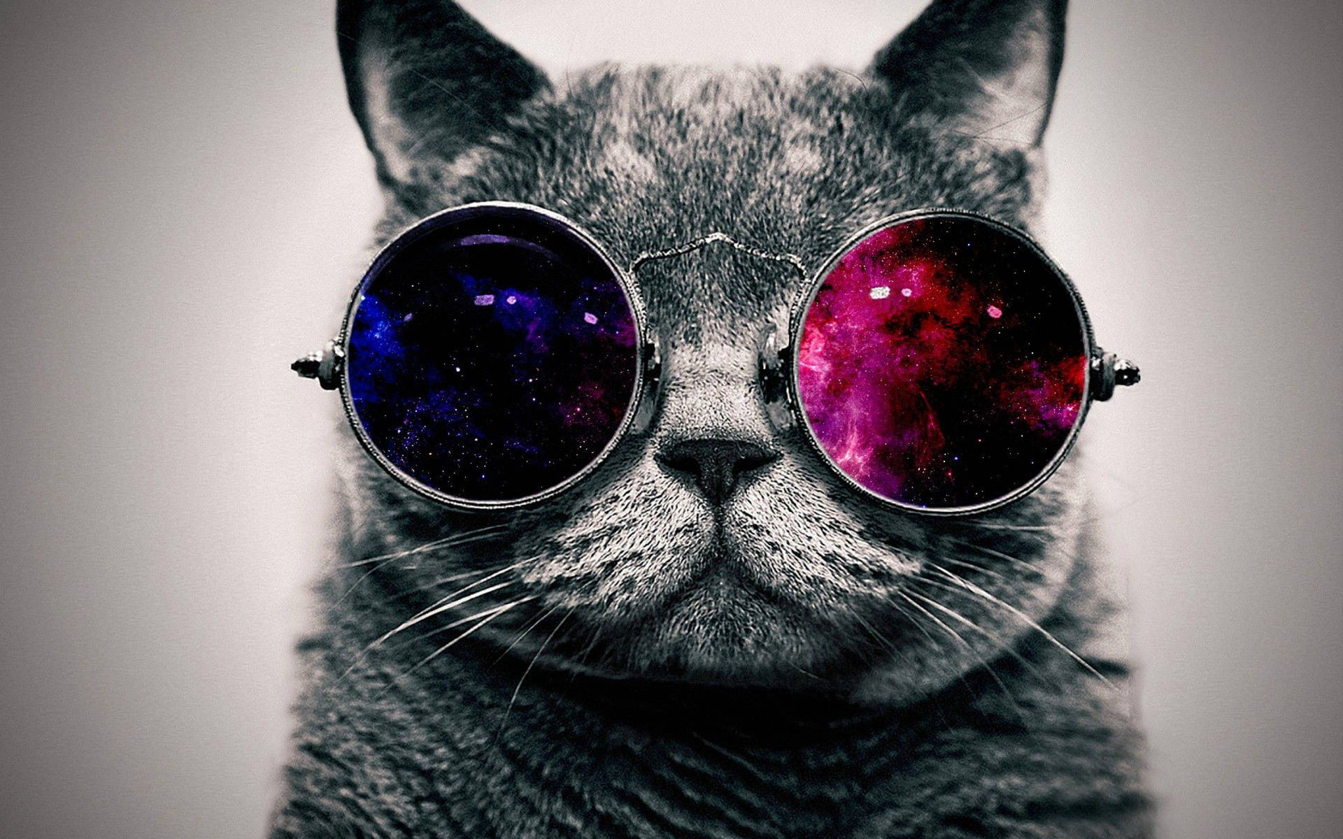 Coolest Cat With Shades Wallpaper