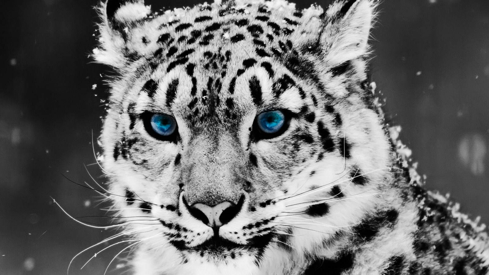 Coolest Greyscale Tiger Wallpaper