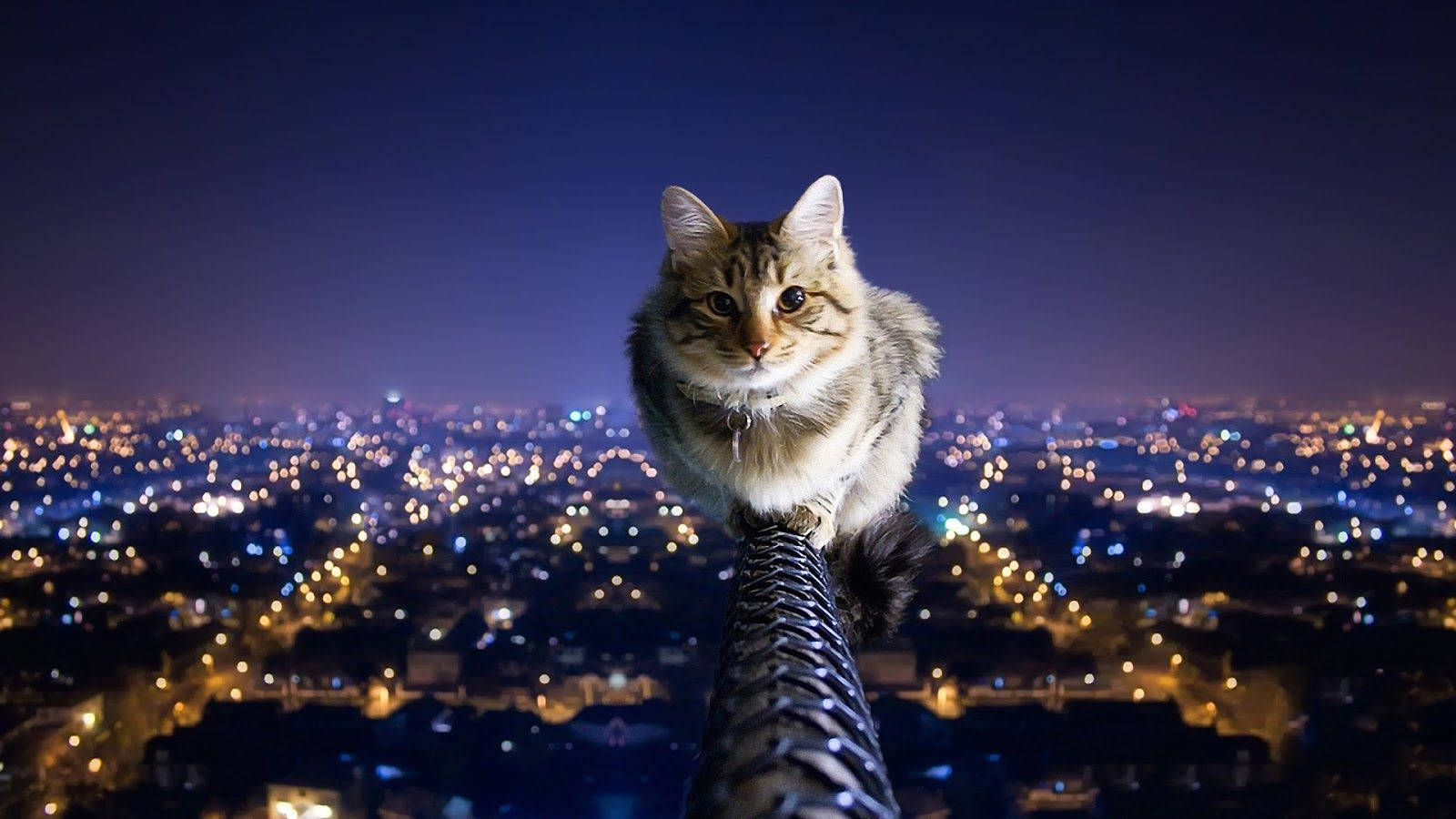 Coolest Persian Cat On Top Wallpaper