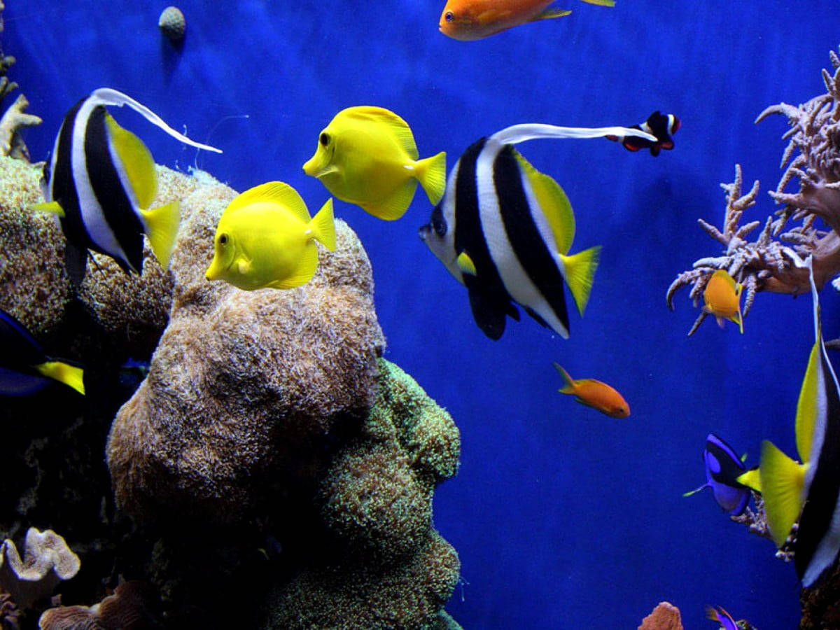 Coral Reef Tropical Fish Poster Wallpaper