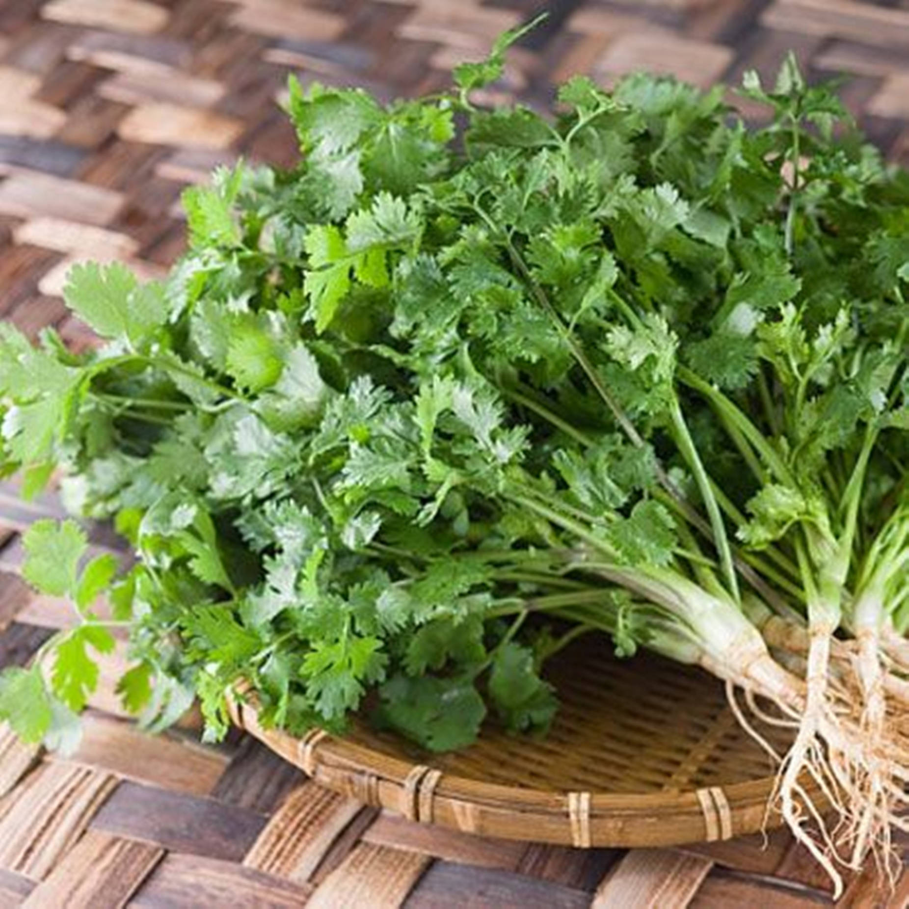 Coriander Herb In Rice Winnower Wallpaper